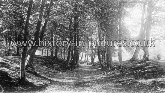 Ambresbury Banks, Epping Forest, Essex. c.1910